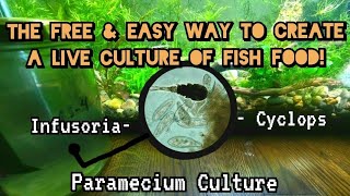 The Free & Easy Trick To Raise More Fry, Faster: How to Grow Live Cultures of Paramecium & Infusoria