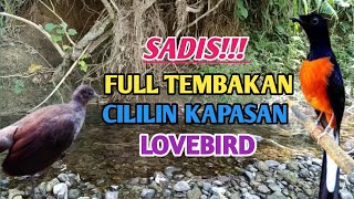 MASTERAN MURAI BATU FULL ISIAN TEMBAKAN CILILIN KAPAS TEMBAK LOVEBIRD PRENJAK 