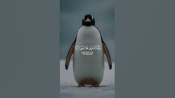 فَأَمَّا الْيَتِيمَ فَلَا تَقْهَرْ | سورة الضحى #قرآن