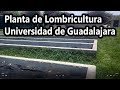 Planta de Lombricultura de la Universidad de Guadalajara