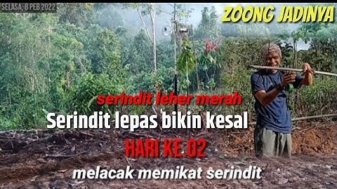 mikat serindit hampir strek jantan leher merah||pulut pemikat kampung tidak nempel mikat hari ke.02