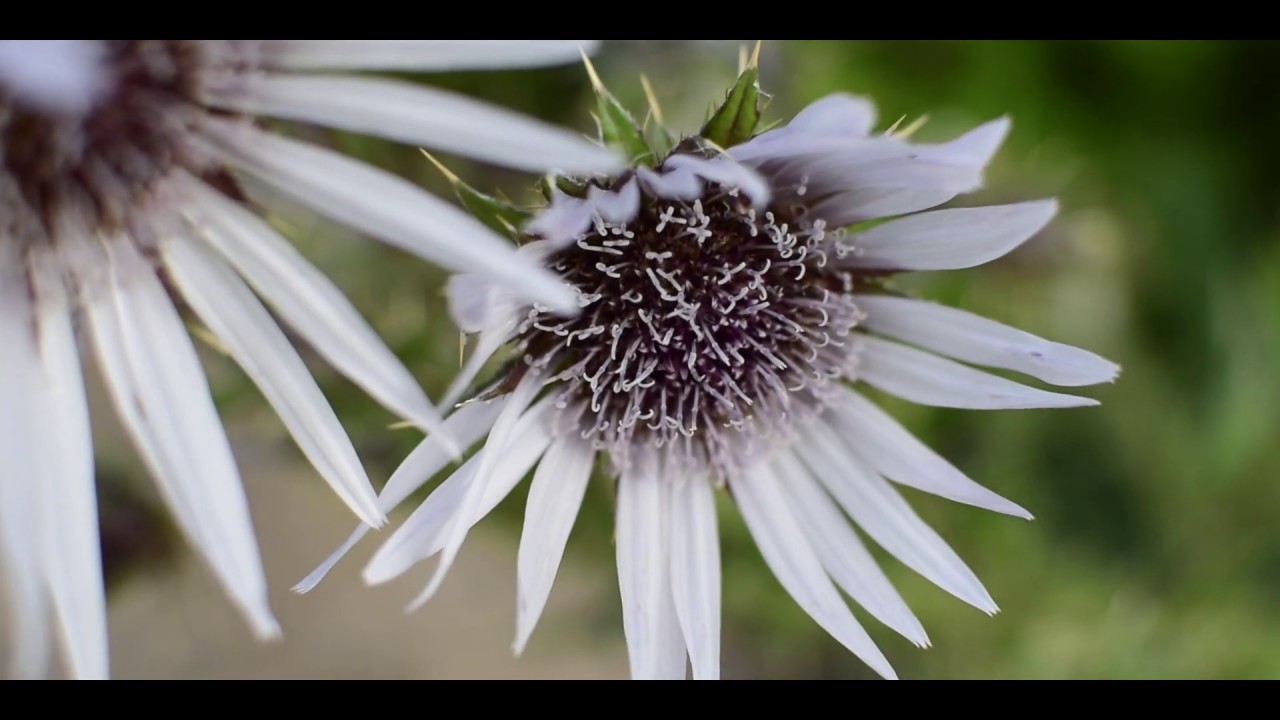 Nature - Morning Walk