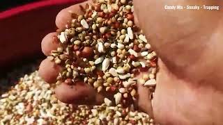 Candy  Sneaky Mix  Excellent Choice For Maintaining The Health And Performance Of Racing Pigeons