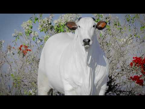 LOTE 12   BARCELONA FIV CBA   CABN 282 zap