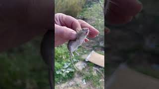 Papà Ha Preso Un Topolini Di Campagna