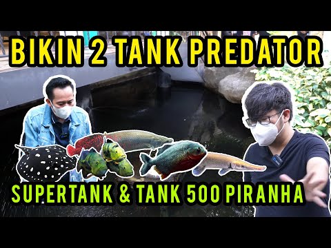 BONGKAR RUMAH, BIKIN 2 TANK PREDATOR
