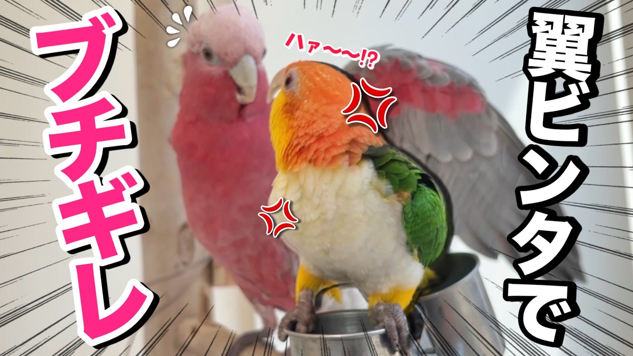 不慮の事故で妹鳥の頭をビンタしちゃったオウムがこうなりました…ww【シロハラインコ】