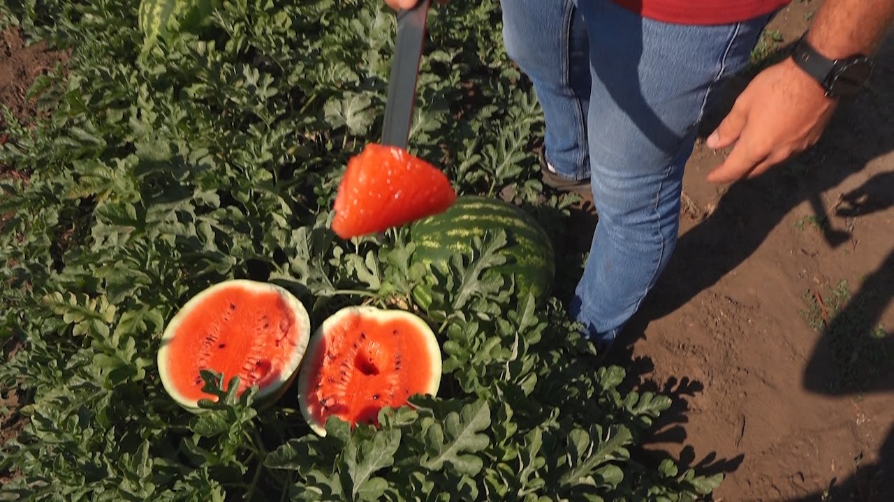 Lubenice dobro rodile na tavankutskom pesku
