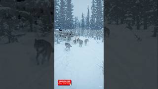 Wolves Hunting – Snowy Boreal Forest#wildlife #wolves #naturefilm #predators