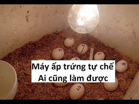 Video Hướng dẫn làm máy ấp trứng tự chế không thể đơn giản... - youtube