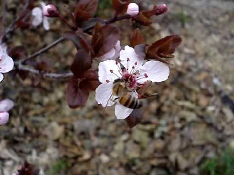 Spring Bee Buzzing on Cherry Blossoms