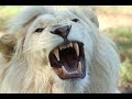 Sonidos De Animales Reales | 30 sonido de los animales | 2020 #animales
