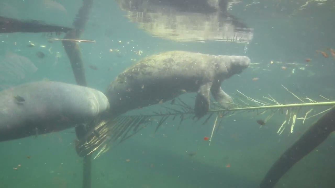 Zeekoe in Burgers zoo