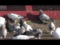 19.11.19. Мои голуби, тренировка голубей. My pigeons, pigeon training