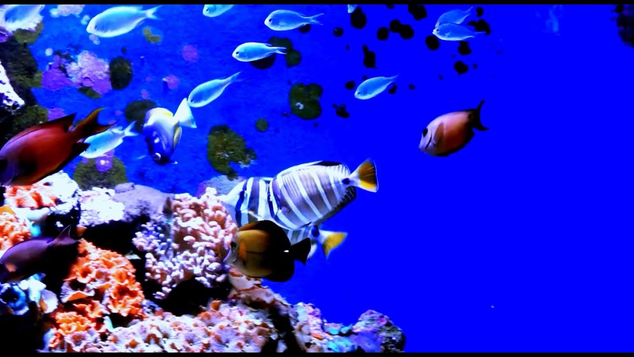 24/7 Live Stream - The Best 4K Aquarium - Dive Into The Mesmerizing Underwater Realm, Sea Jellyfish,