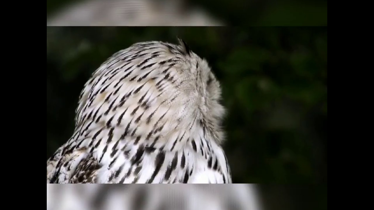 Real life bird moments