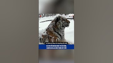 Ba con hổ Siberia được thả về rừng, camera ghi lại cảnh tượng gây sốc! | Thích Khám Phá