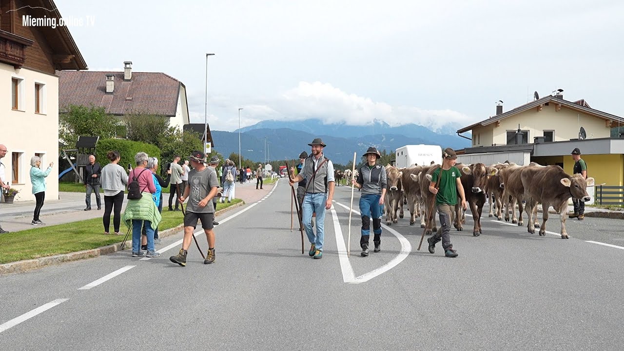 Almabtrieb 2025 - Hochfeldernalm