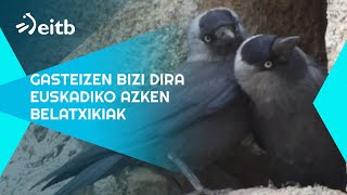 Gasteizen Bizi Dira Euskadiko Azken Belatxikiak