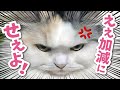 飼い主に不満がありすぎて過去最高のドドドドド説教をされました