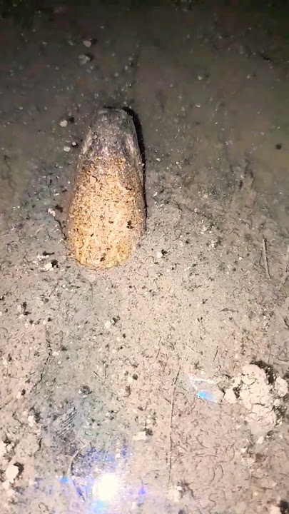 The eel suddenly started to drill on Friday night, scaring his head #videoshorts #youtubehomepage...