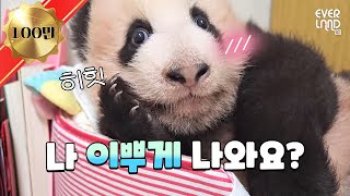 [ENG] 떡잎부터 남다른 포즈장인! 꽃받침 아기판다와 100일 기념 선물받은 푸바오&아이바오& 러바오까지│#판다와쏭 #130