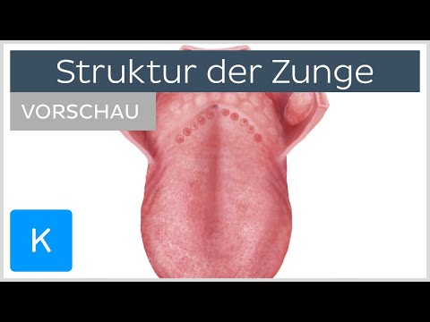 Struktur der Zunge (Vorschau)- Anatomie des Menschen | Kenhub