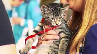 Petfest 2018