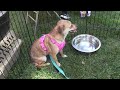 Pepper Berry- PHS Pet of the Week