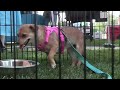 Pepper Berry- PHS Pet of the Week
