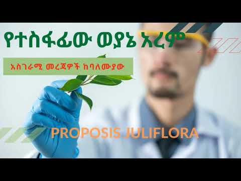 ቪዲዮ: ምስልን ወደ ዛፍ እንዴት እንደሚያዛውሩ