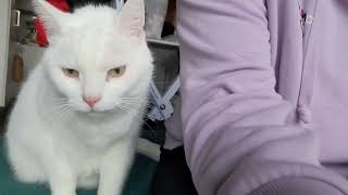 Sitting Next To Pushkin