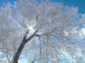 雪にはぐれても(kumaore)オリジナル弾き語り