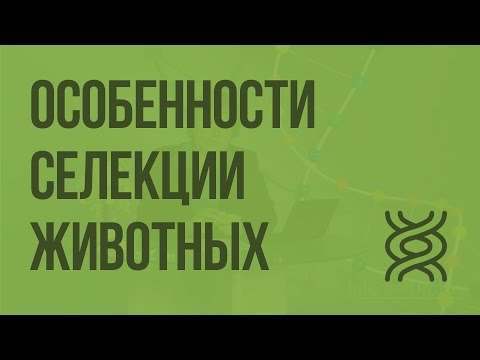 Особенности cелекции животных.
