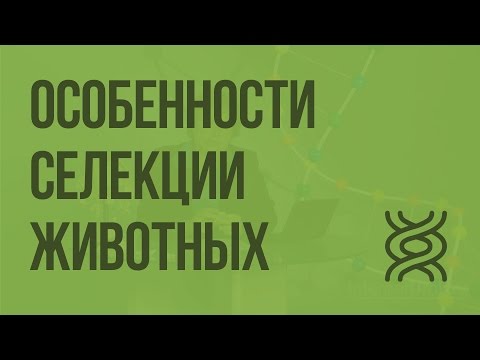 Особенности cелекции животных. Видеоурок по биологии 9 класс