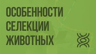 Особенности cелекции животных. Видеоурок по биологии 9 класс