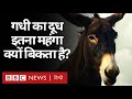 India में गधी का दूध 7,000 रुपये प्रति लीटर बिक रहा है, क्या है हक़ीक़त? (BBC Hindi)