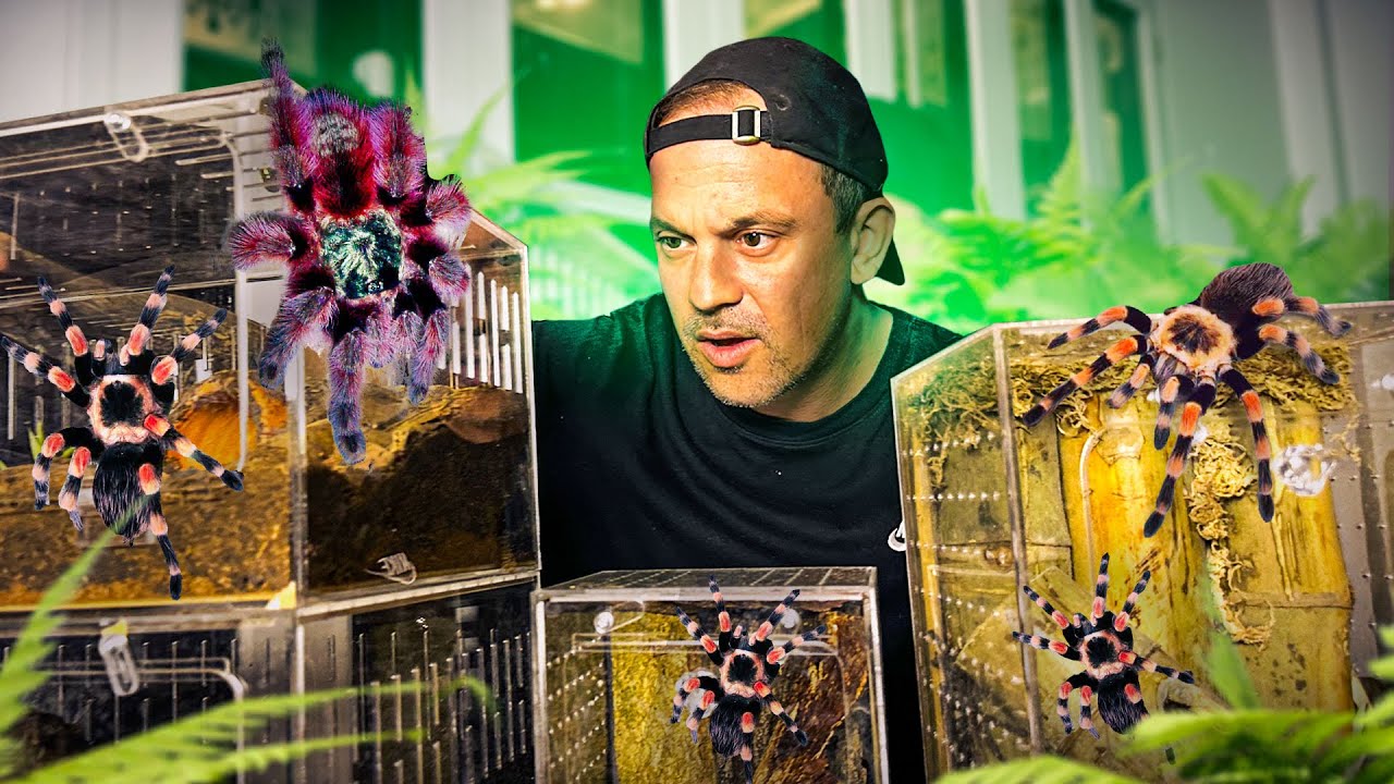 JE NE POUVAIS PAS AVOIR CES ANIMAUX EN FRANCE (maintenant je peux )  -TOOPET