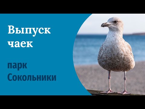 Video: Сокольники: кыштан жасалган килем