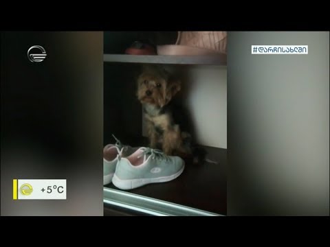 იზოლაციაში ოთხფეხა მეგობრებთან ერთად - სახალისო ვიდეოების კრებული