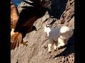 Eagle Misses The Mark: Mountain Goat Dodges Like a Ninja! #shorts