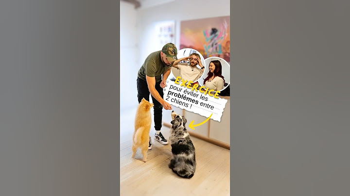 Exercice pour éviter les problèmes entre 2 chiens Ft. Sora et Adeline