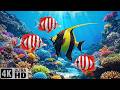 The Best 4K Aquarium - Explore the Stunning World of Sea Jellyfish &amp; Beautiful Coral Reef Fish #2