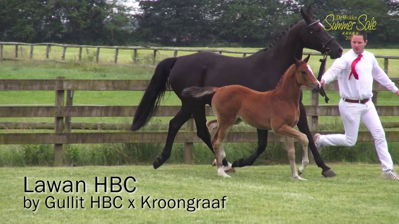 LAWAN HBC GULLIT HBC KROONGRAAF