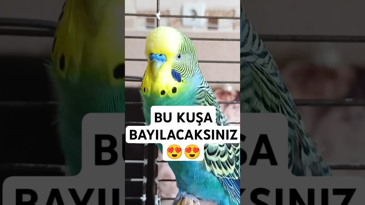 Fenomen #muhabbetkuşu #muhabbetkuşufıstık #muhabbetkuşuçiftleşmesesi #konuşankuş #babacık #cicikuş
