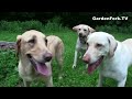 End of video