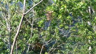 Mikat Burung Murai Api