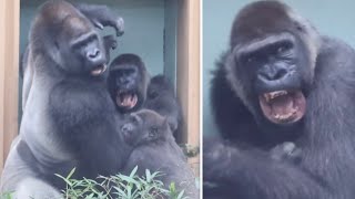 Gorilla⭐ Kintaro worries about his mother, Genki, who was bitten by Momotaro.【Momotaro family】