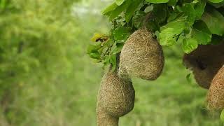 Weaver Bird Nest 2023 August