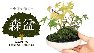 MAPLE'S FOREST BONSAI Mini bonsai made with a small plate【Bonsai diary 9/18】How to bonsai moss EOS